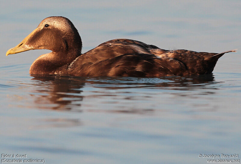 Common Eider male adult post breeding