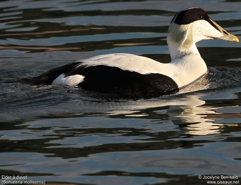 Eider à duvet mâle adulte