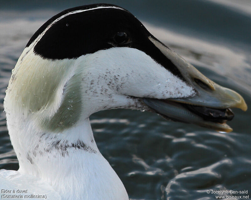 Eider à duvet mâle adulte