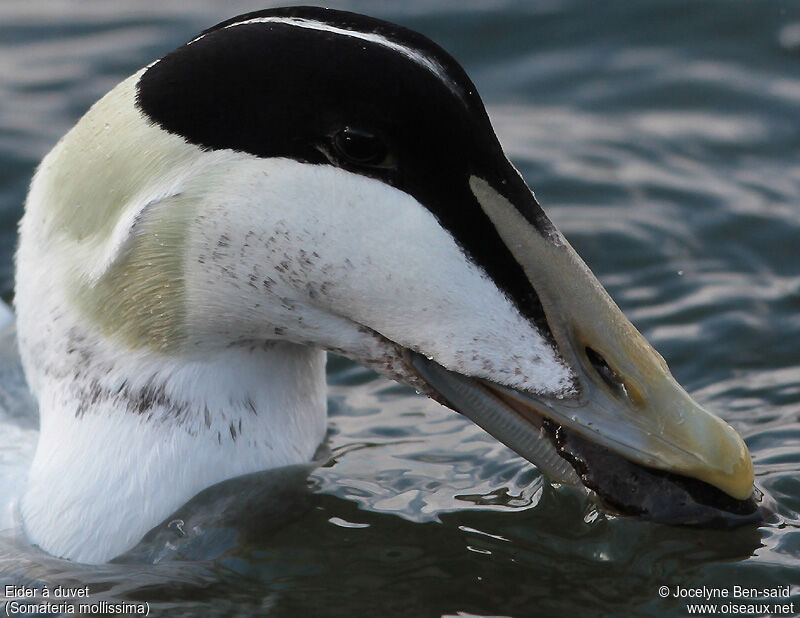 Common Eider male adult