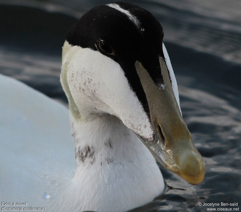 Eider à duvet mâle adulte