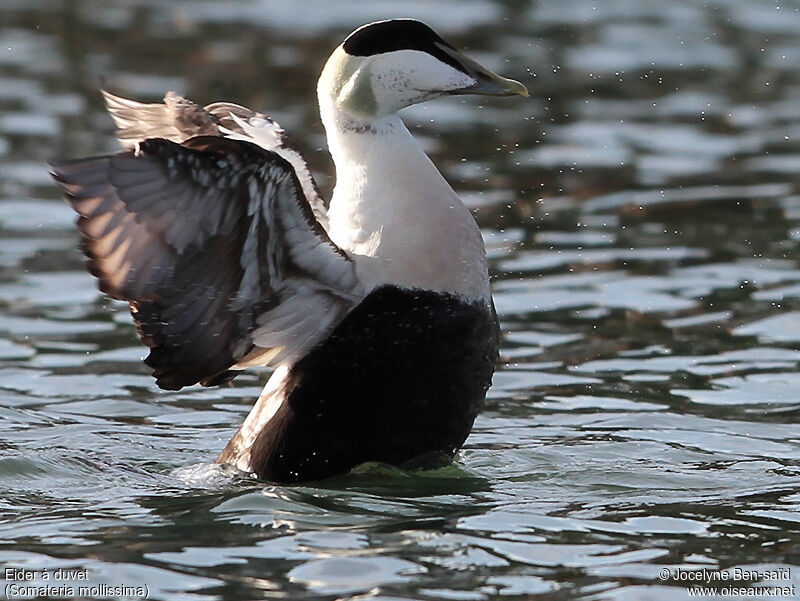 Eider à duvet mâle adulte