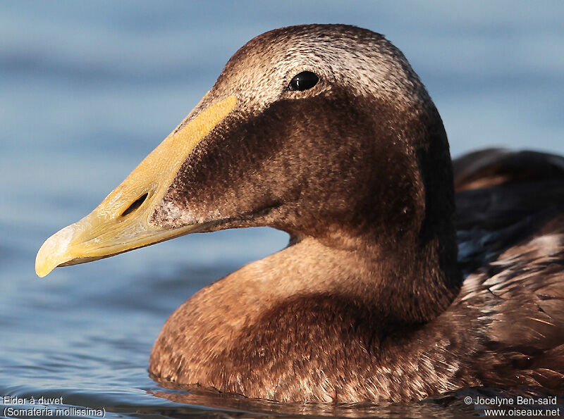 Common Eider male adult post breeding