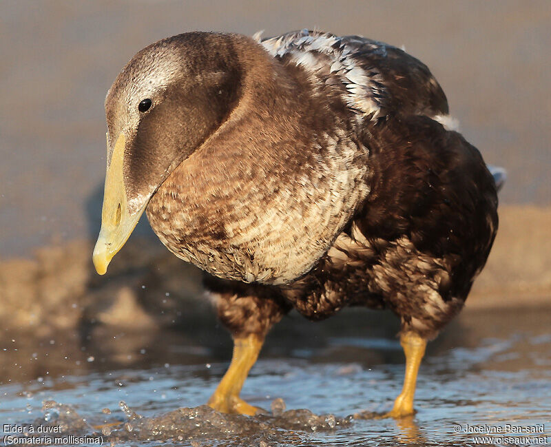 Common Eider male adult post breeding