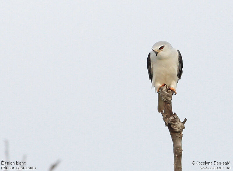 Black-winged Kite