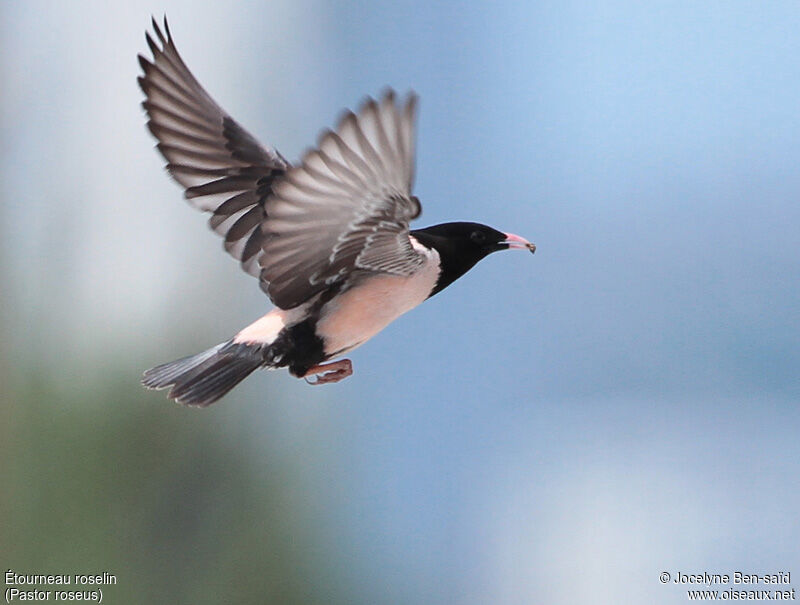 Rosy Starling