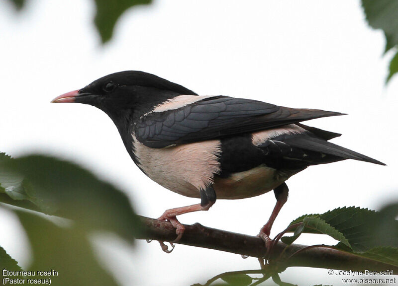 Rosy Starling