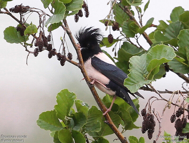 Rosy Starling