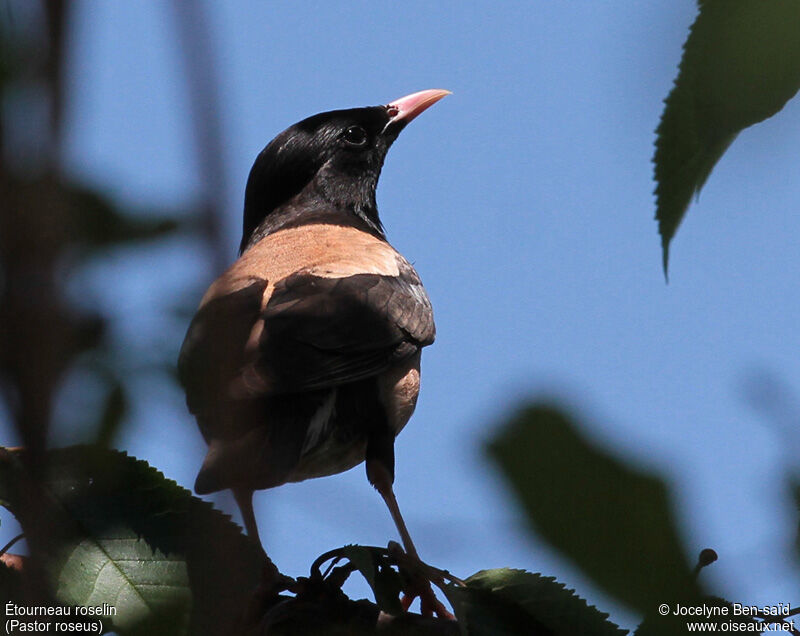 Rosy Starling