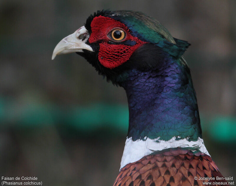 Common Pheasant male