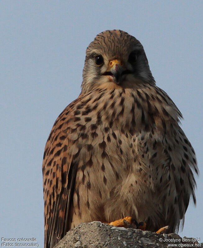 Common Kestrel