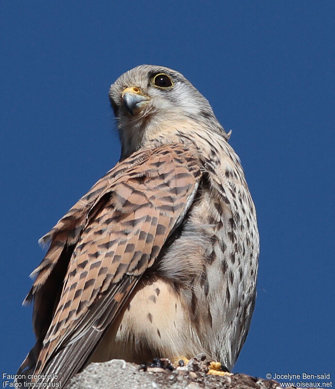 Common Kestrel