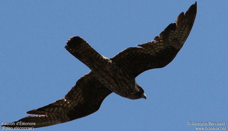 Eleonora's Falconimmature