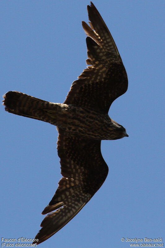 Eleonora's Falconimmature