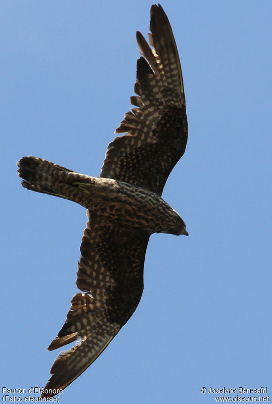 Faucon d'Éléonoreimmature