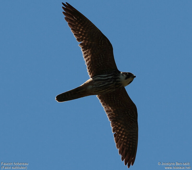 Eurasian Hobby