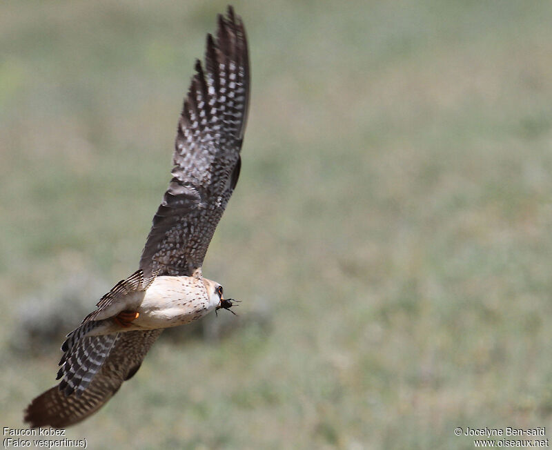 Red-footed Falcon female