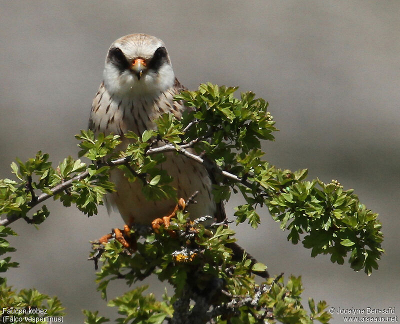 Red-footed Falcon female