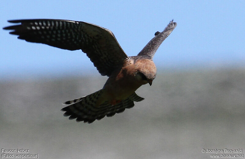 Red-footed Falcon female