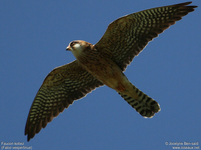 Red-footed Falcon female