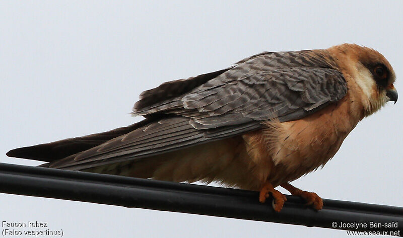 Red-footed Falcon female