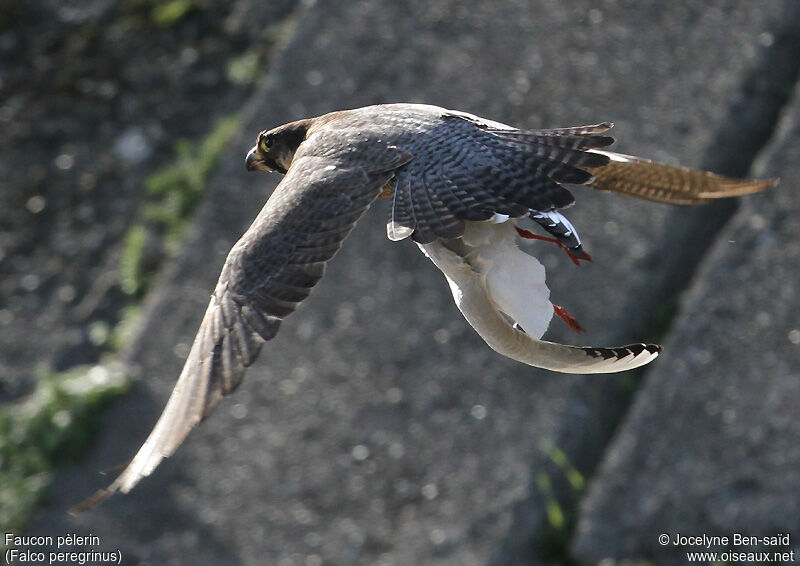 Peregrine Falcon