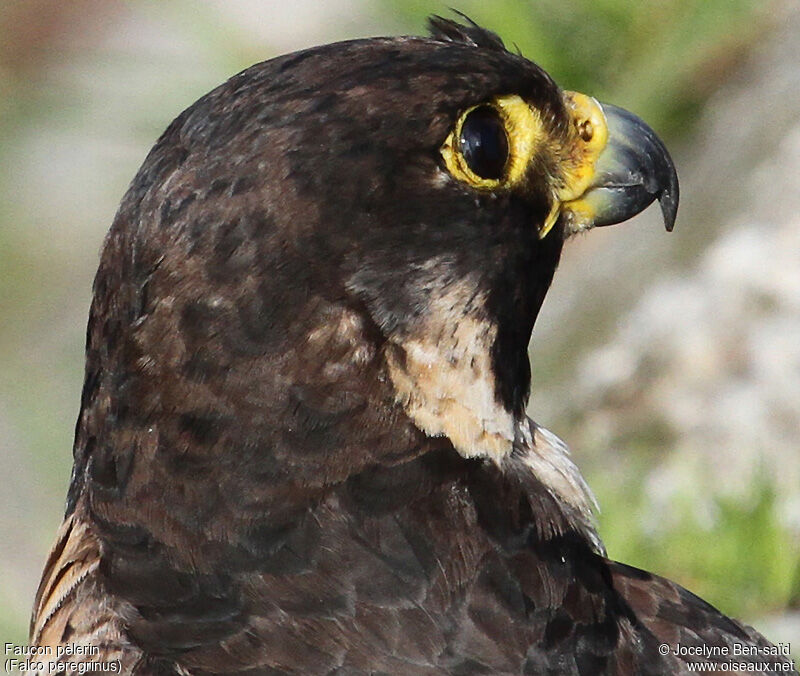 Peregrine Falcon