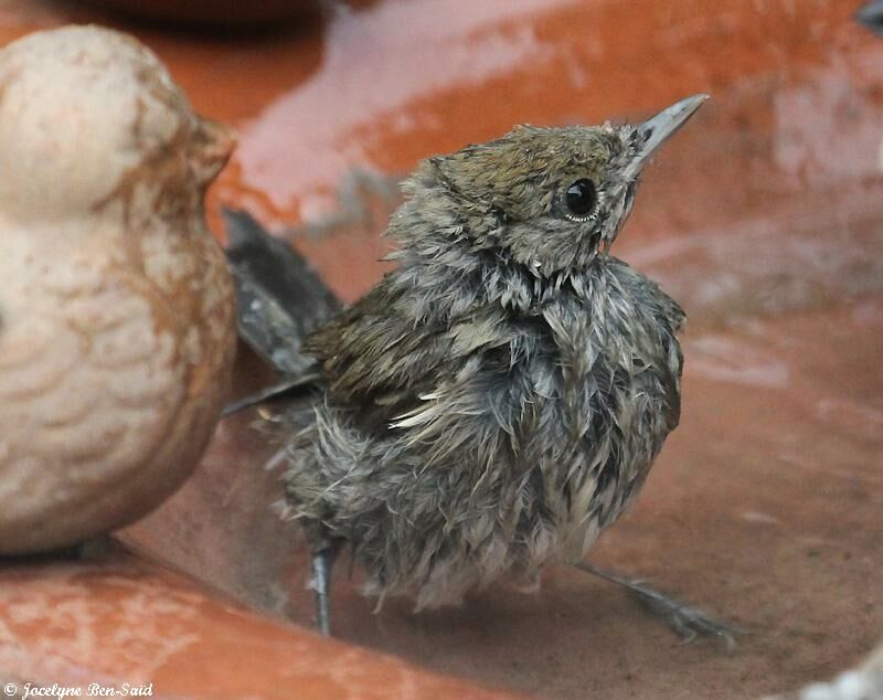 Eurasian Blackcapjuvenile