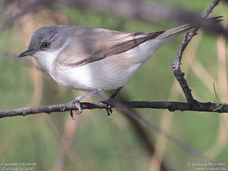 Lesser Whitethroat