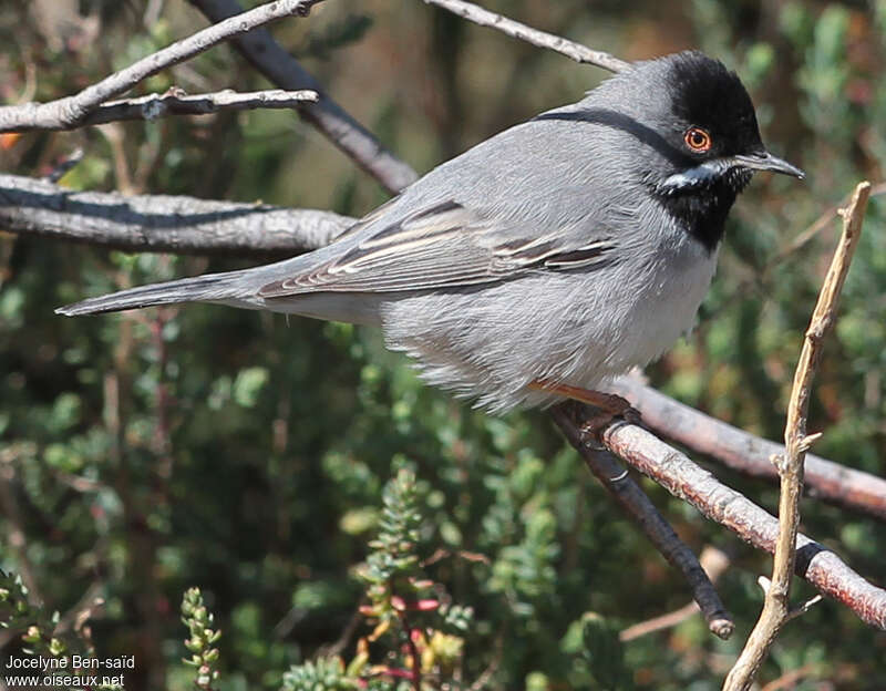 Fauvette de Rüppell mâle adulte nuptial, identification