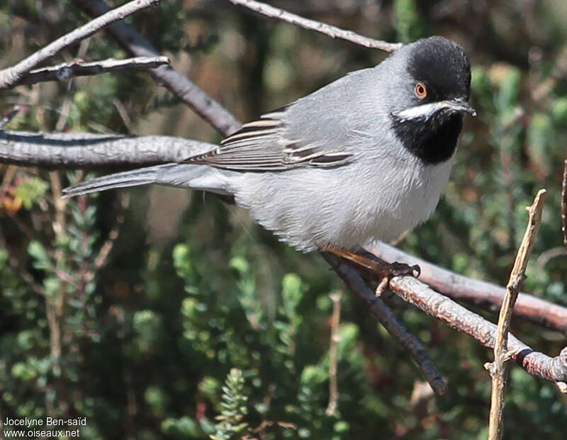 Rüppell's Warbler male adult breeding, identification