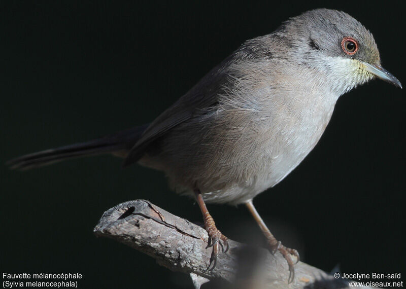 Sardinian Warbler female