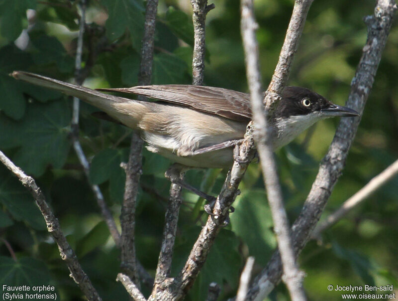 Western Orphean Warbler