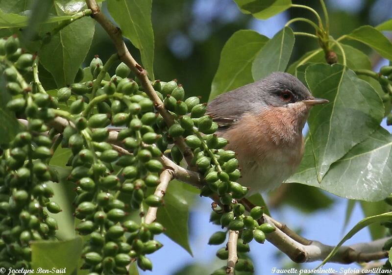 Fauvette passerinetteadulte, identification