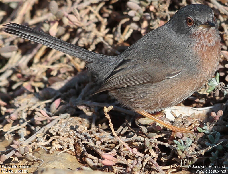 Dartford Warbler