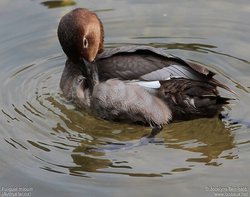 Common Pochard