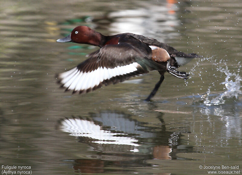 Ferruginous Duck male