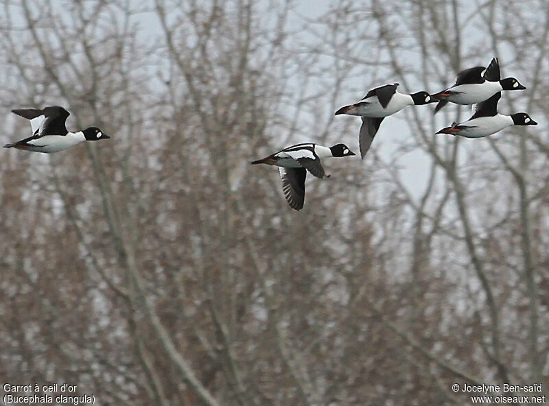 Common Goldeneye male