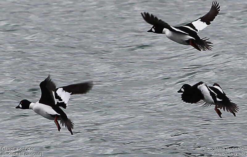 Common Goldeneye male