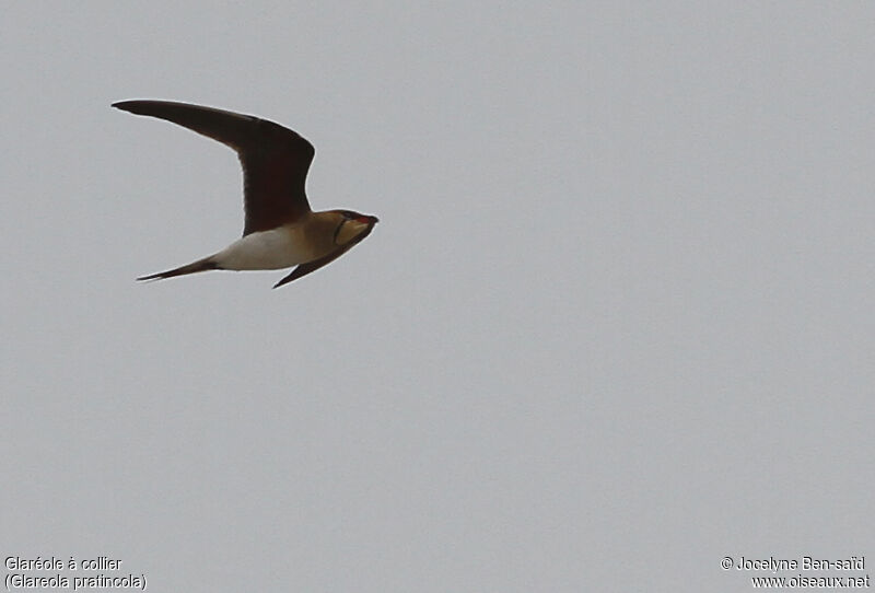 Collared Pratincole