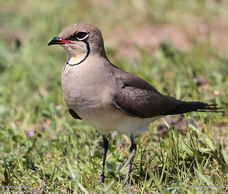 Collared Pratincole