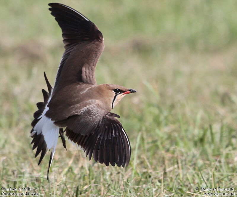 Collared Pratincole