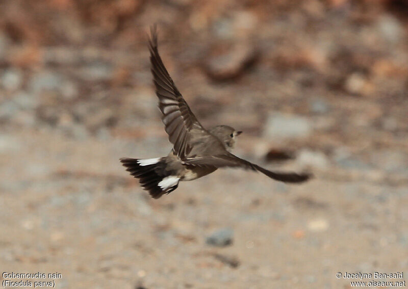 Red-breasted Flycatcher