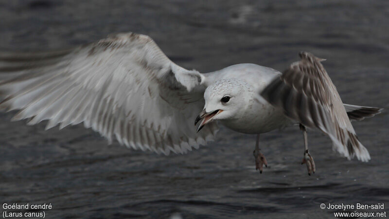 Common GullSecond year