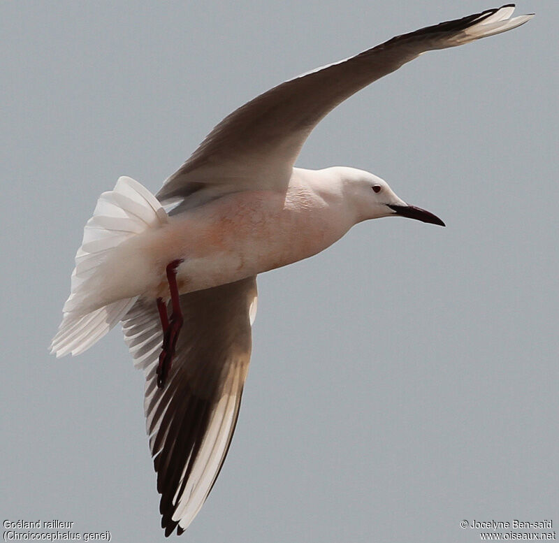 Slender-billed Gull