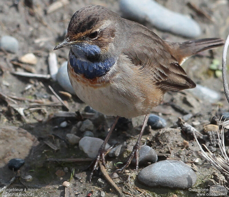 Bluethroat male