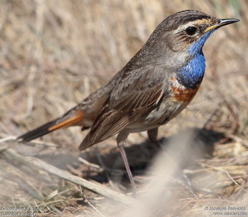 Bluethroat male