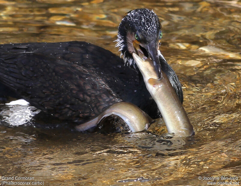 Great Cormorant