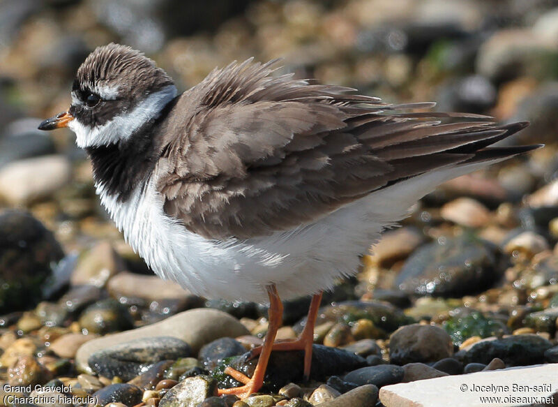 Common Ringed Plover