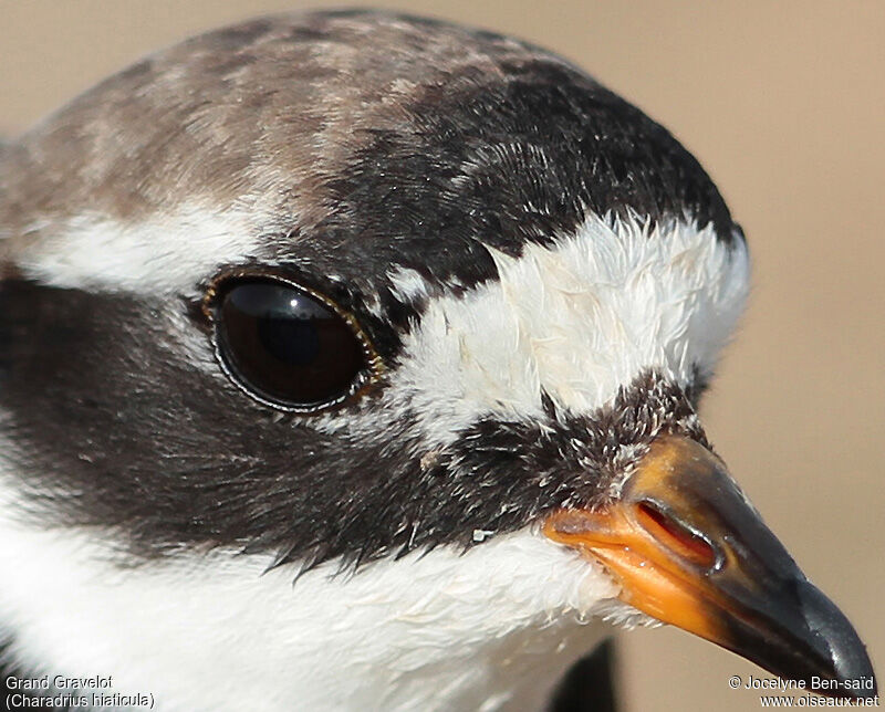 Common Ringed Plover